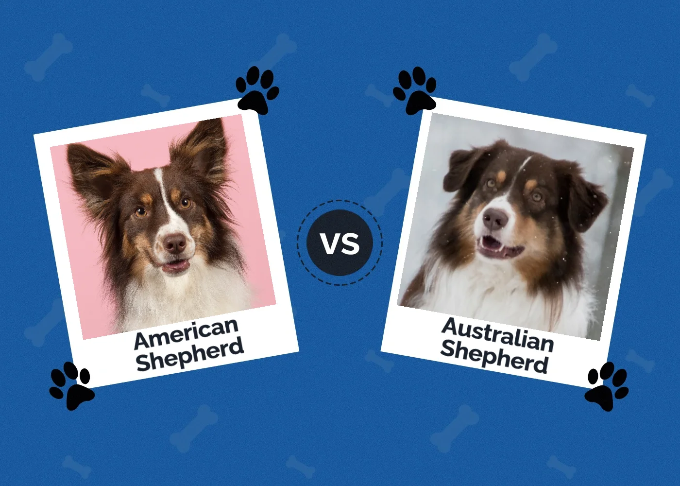 American vs. Australian Shepherd: How Are They Different?