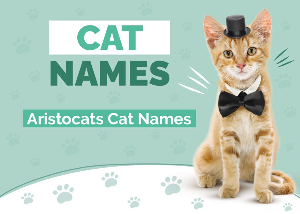 115+ Cat Names From The Aristocats for Male & Female Kitties