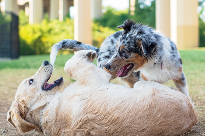 Will an Australian Shepherd Get Along With Other Dogs? Compatibility Facts & FAQ