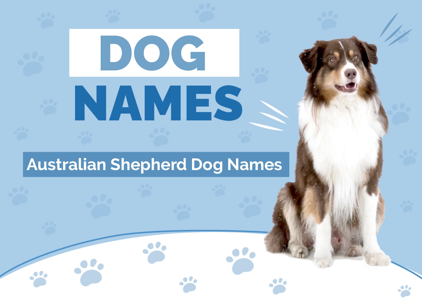 260+ Australian Shepherd Names: Ideas for Sporty & Energetic Aussies