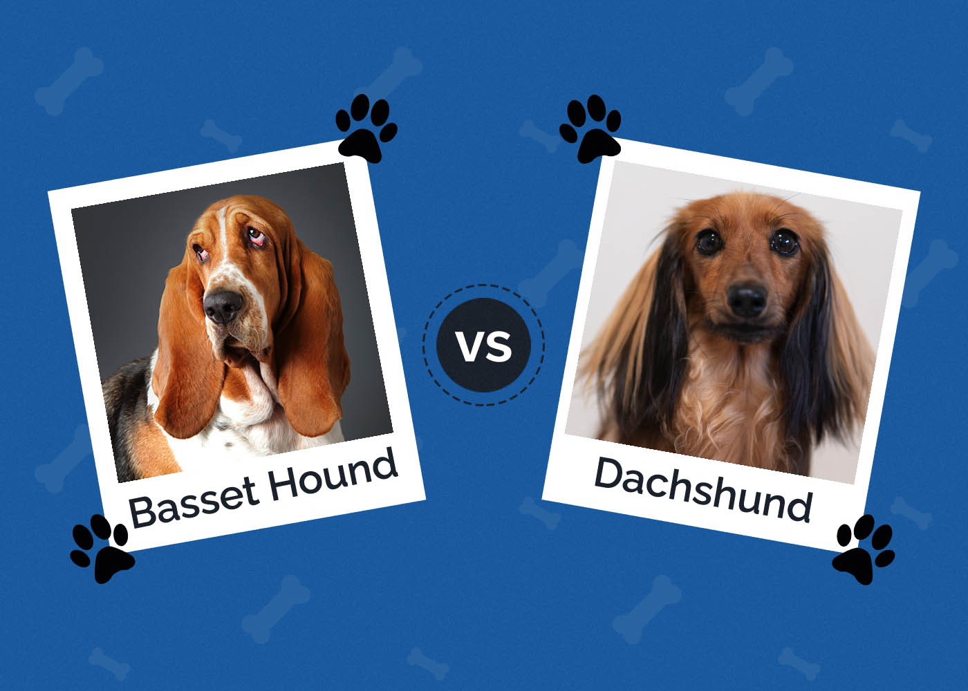 Basset Hound vs Dachshund: Main Differences (With Pictures)