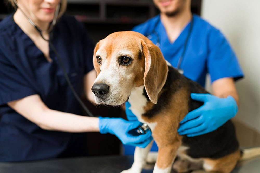6 Most Common Pet Insurance Claims (2026 Update)