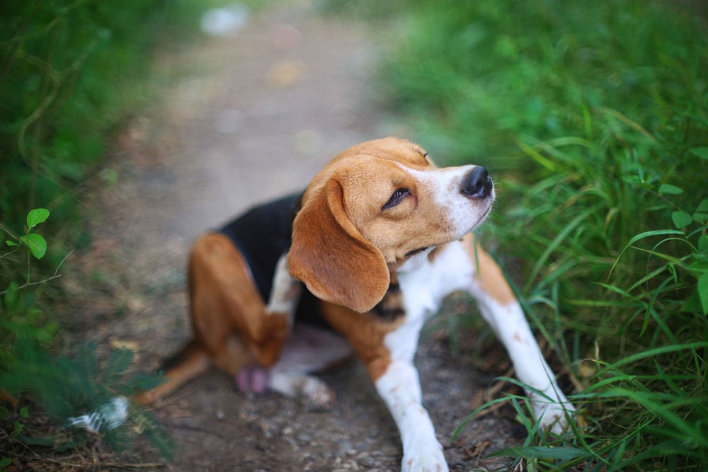 What to Feed a Dog With a Yeast Infection: Vet-Reviewed Guide