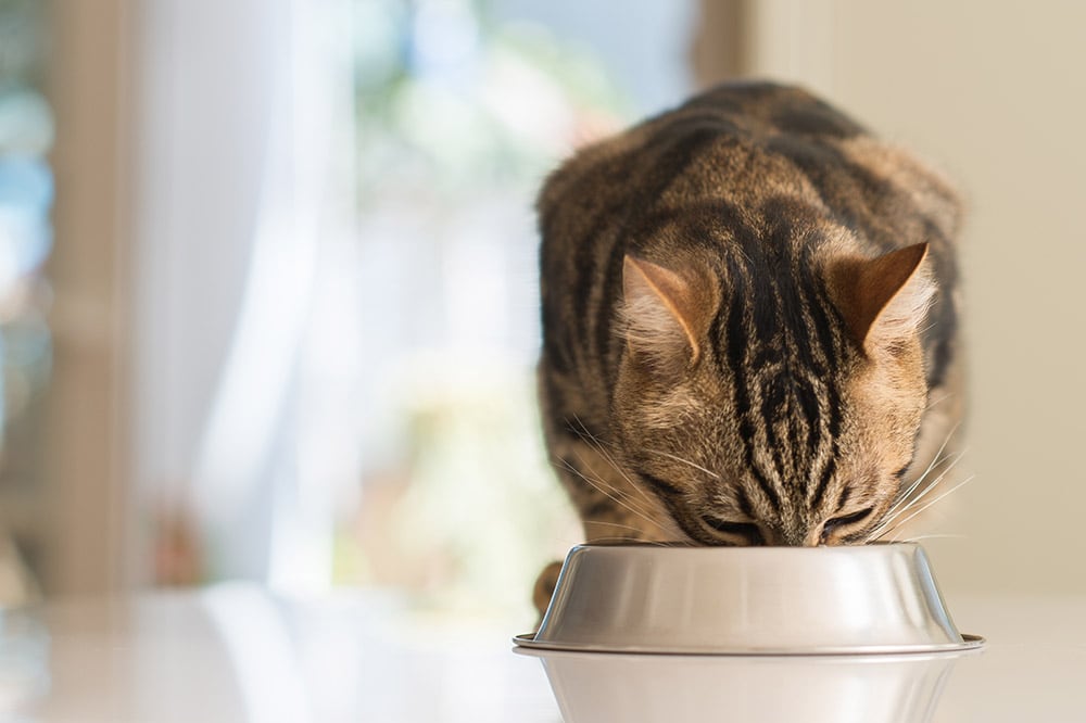 10 Best Foods for Cats With No Teeth — 2026 Reviews & Top Picks