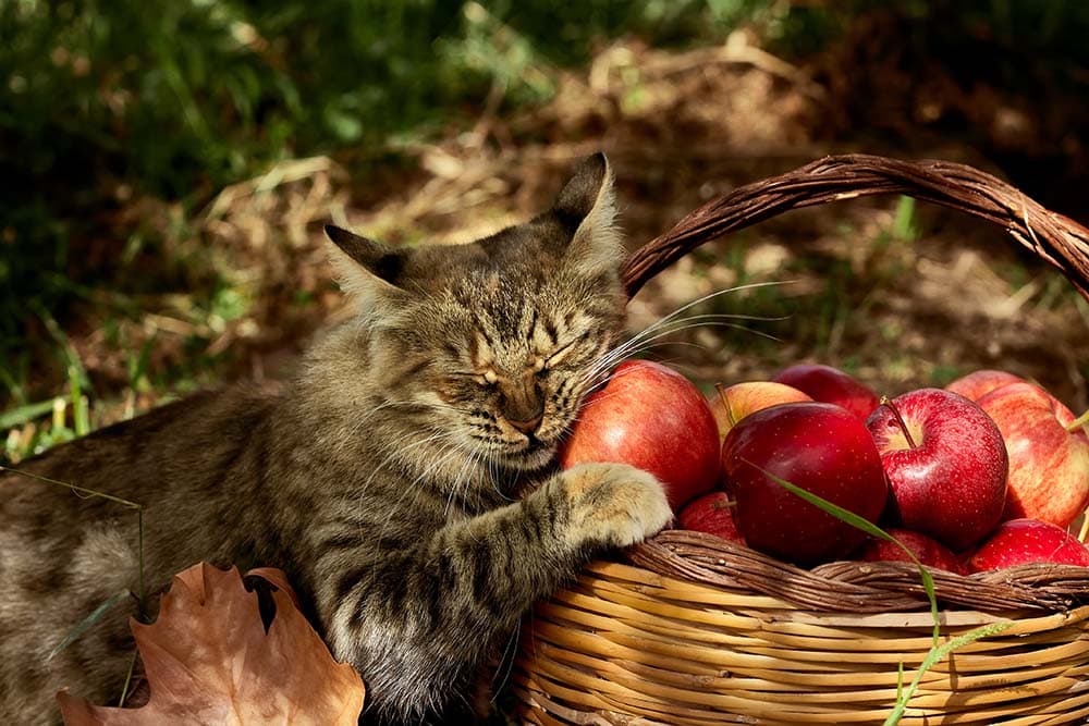 9 Foods Cats Should & Shouldn’t Eat on Thanksgiving: Vet-Approved Options