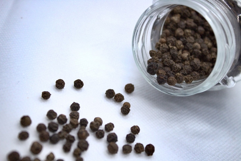 Does Black Pepper Keep Cats Away? Vet-Verified Facts & FAQ