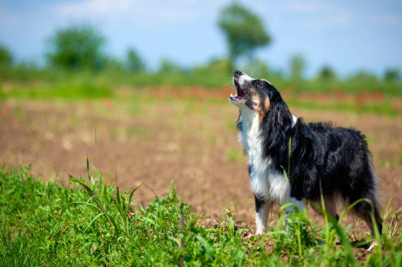 Why Do Dogs Howl? 8 Reasons for This Behaviour