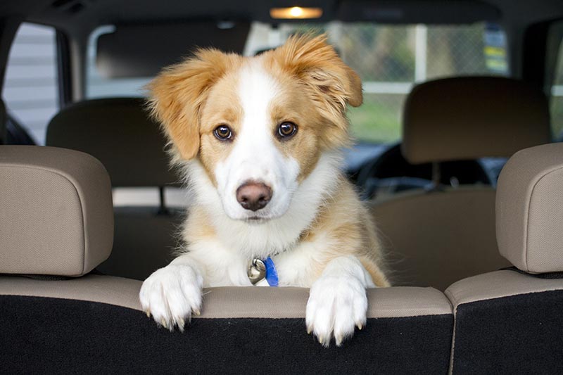 How to Travel With a Dog in a Car: 11 Vet-Reviewed Tips