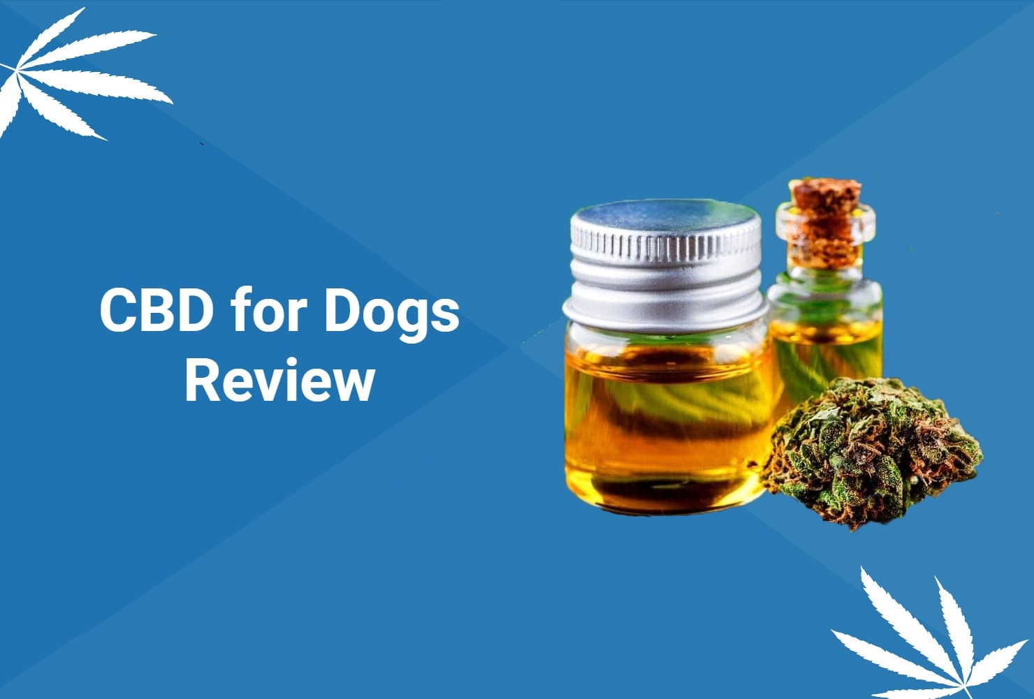 CBD for Dogs Review 2026: Benefits, Uses & Safety