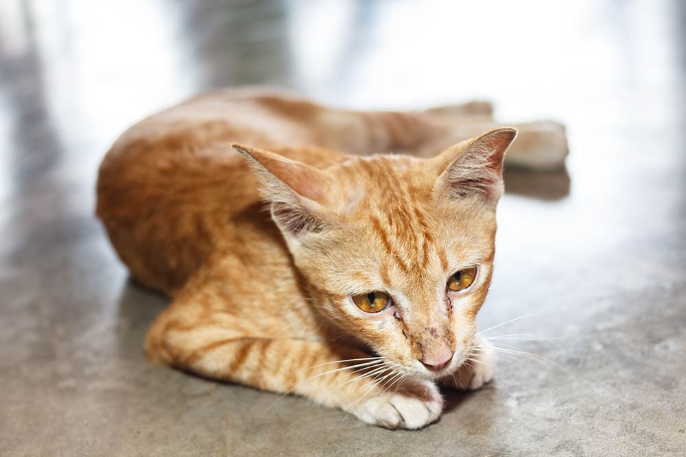 11 Common Causes of Sudden Weight Loss in Cats