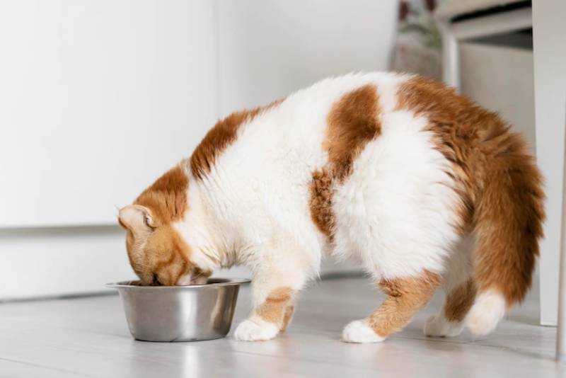 Magnesium for Cats: 10 Vet Approved Sources