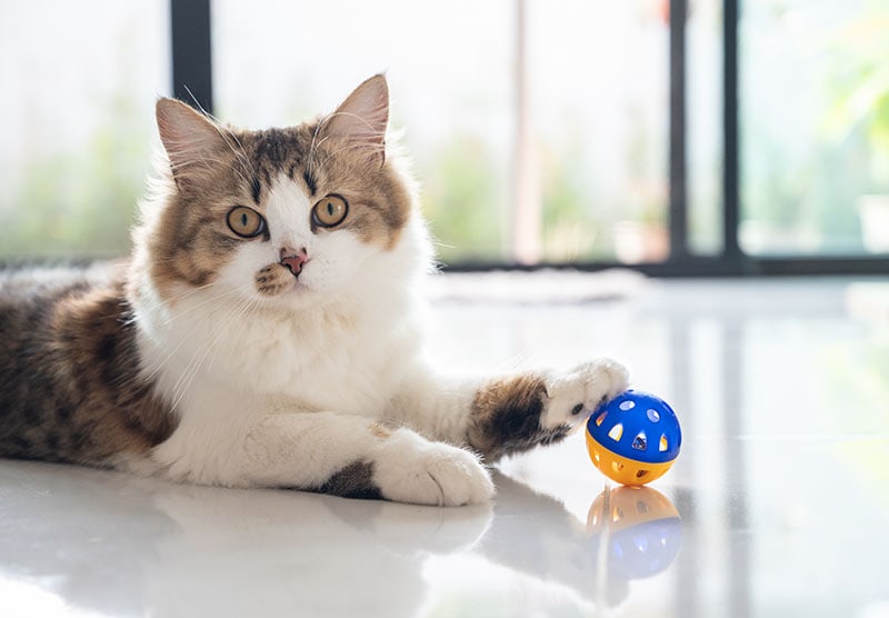 10 Best Toys for Smart Cats — 2026 Reviews & Top Picks