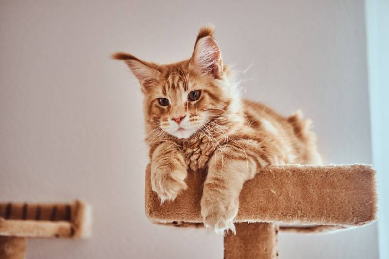 Why Cats Are Better Than Dogs According to Some: 11 Reasons