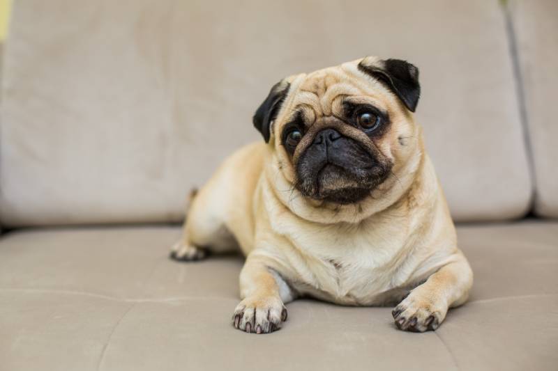 Are Pugs Good for First-Time Owners? Pros & Cons