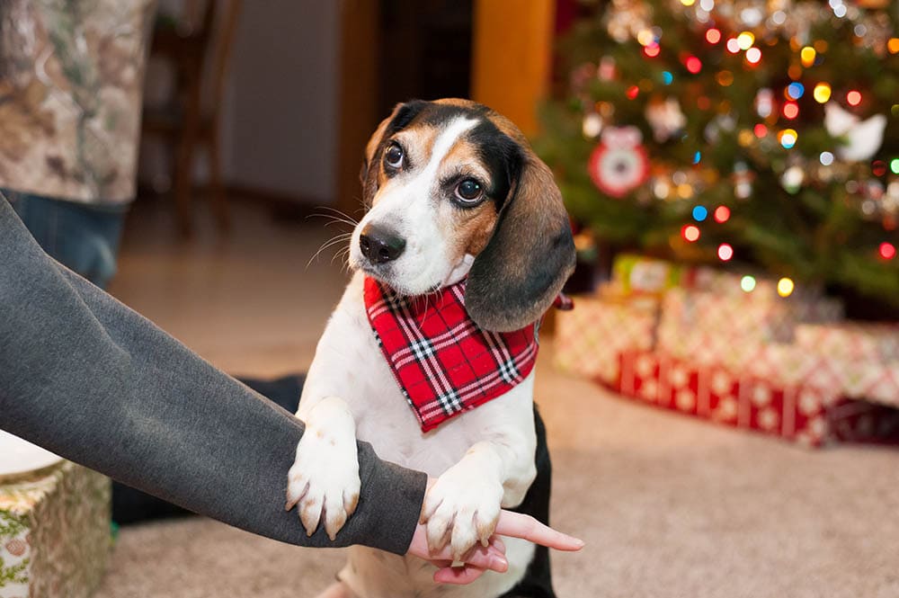 5 DIY Christmas Dog Bandanas You Can Make Today (With Pictures)