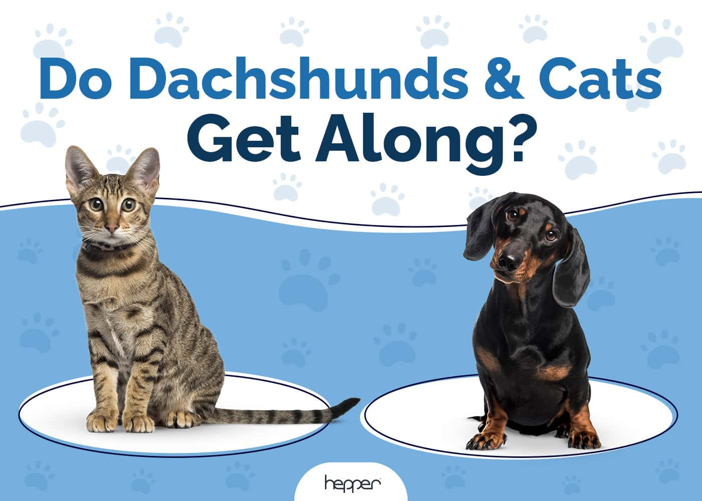 Do Dachshunds and Cats Get Along