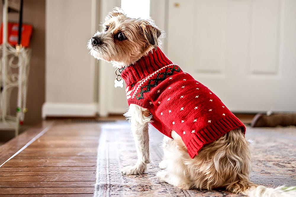17 Best Dog Sweaters of 2026 - Reviews & Top Picks