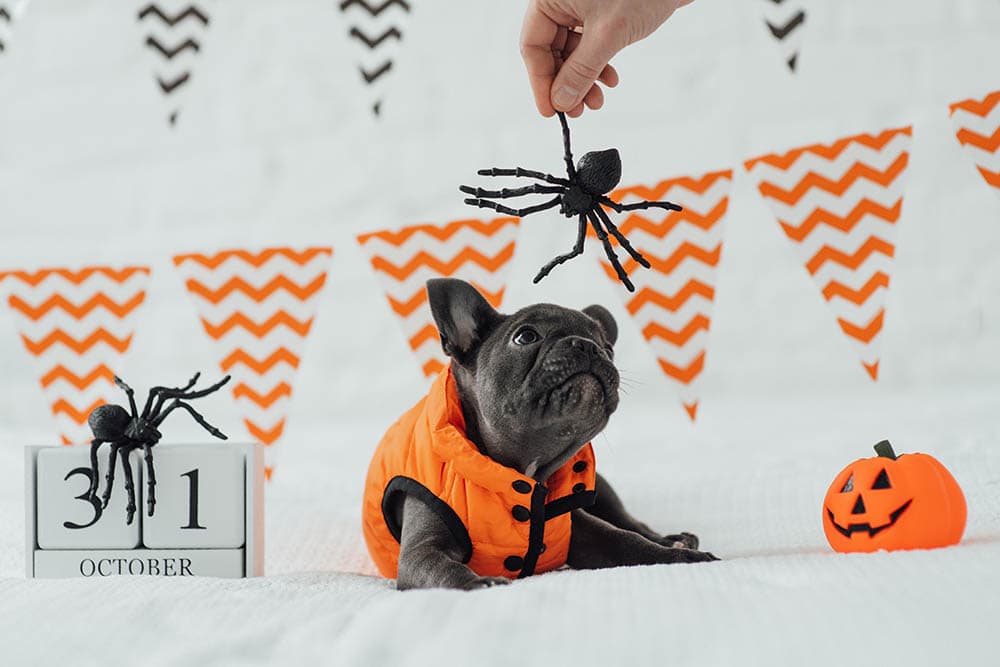14 DIY Dog Halloween Decorations You Can Make Today (With Pictures)