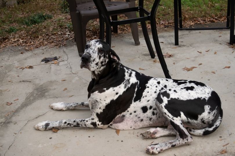 Harlequin Great Dane lying on the ground