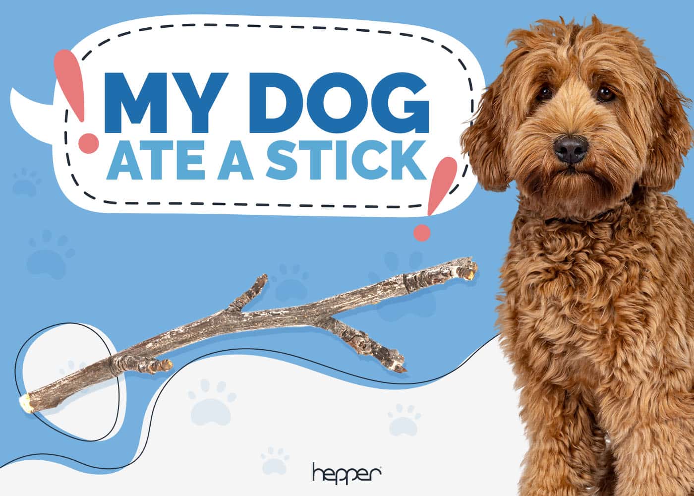 My Dog Ate a Stick: Our Vet Explains What to Do
