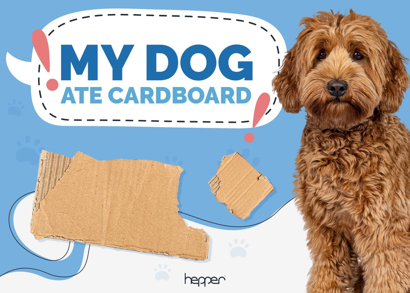 My Dog Ate Cardboard: Here's What to Do