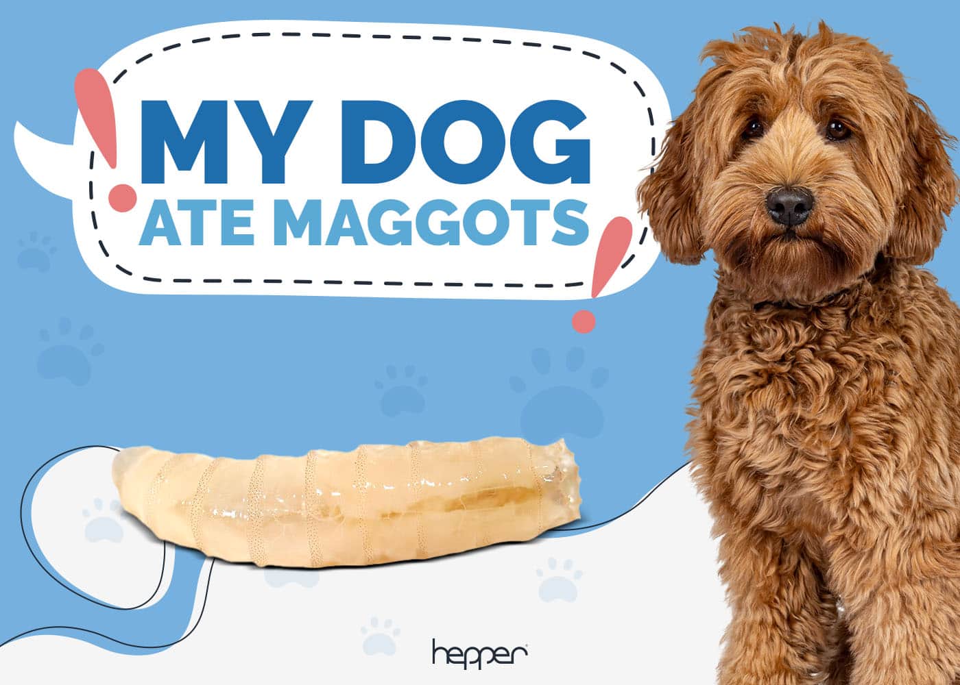 My Dog Ate Maggots: Vet Approved Facts, Risks & What to Do