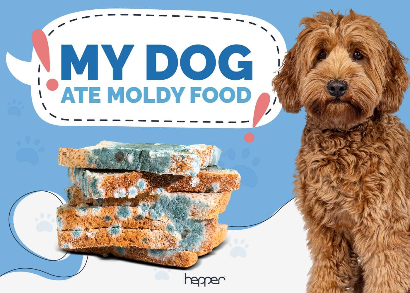 My Dog Ate Moldy Food: Our Vet Explains What to Do