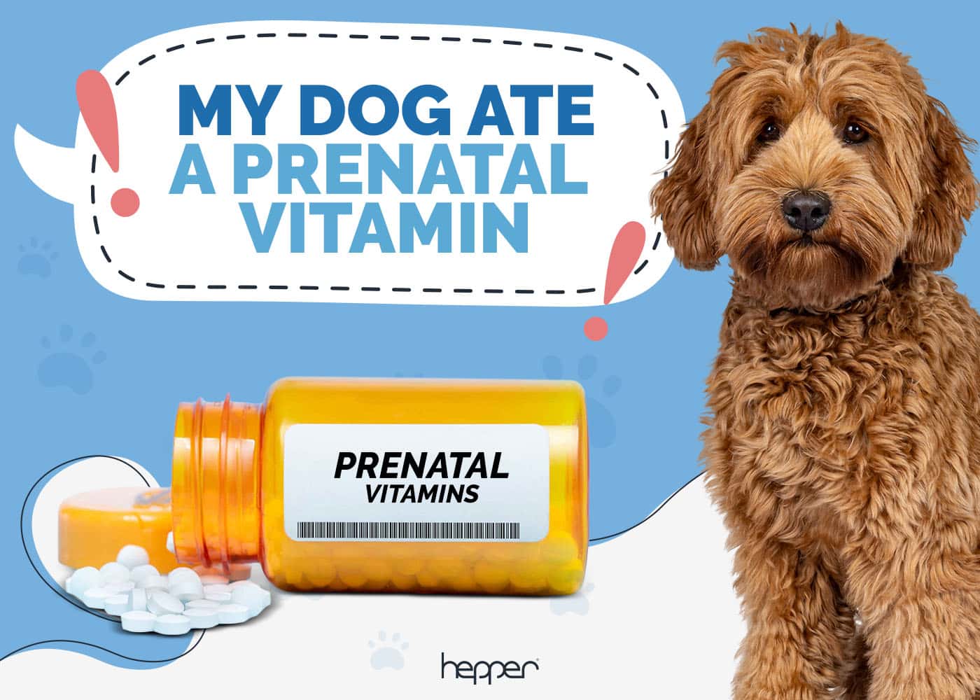 Dog Ate a Prenatal Vitamin? Here’s What To Do (Vet Answer)