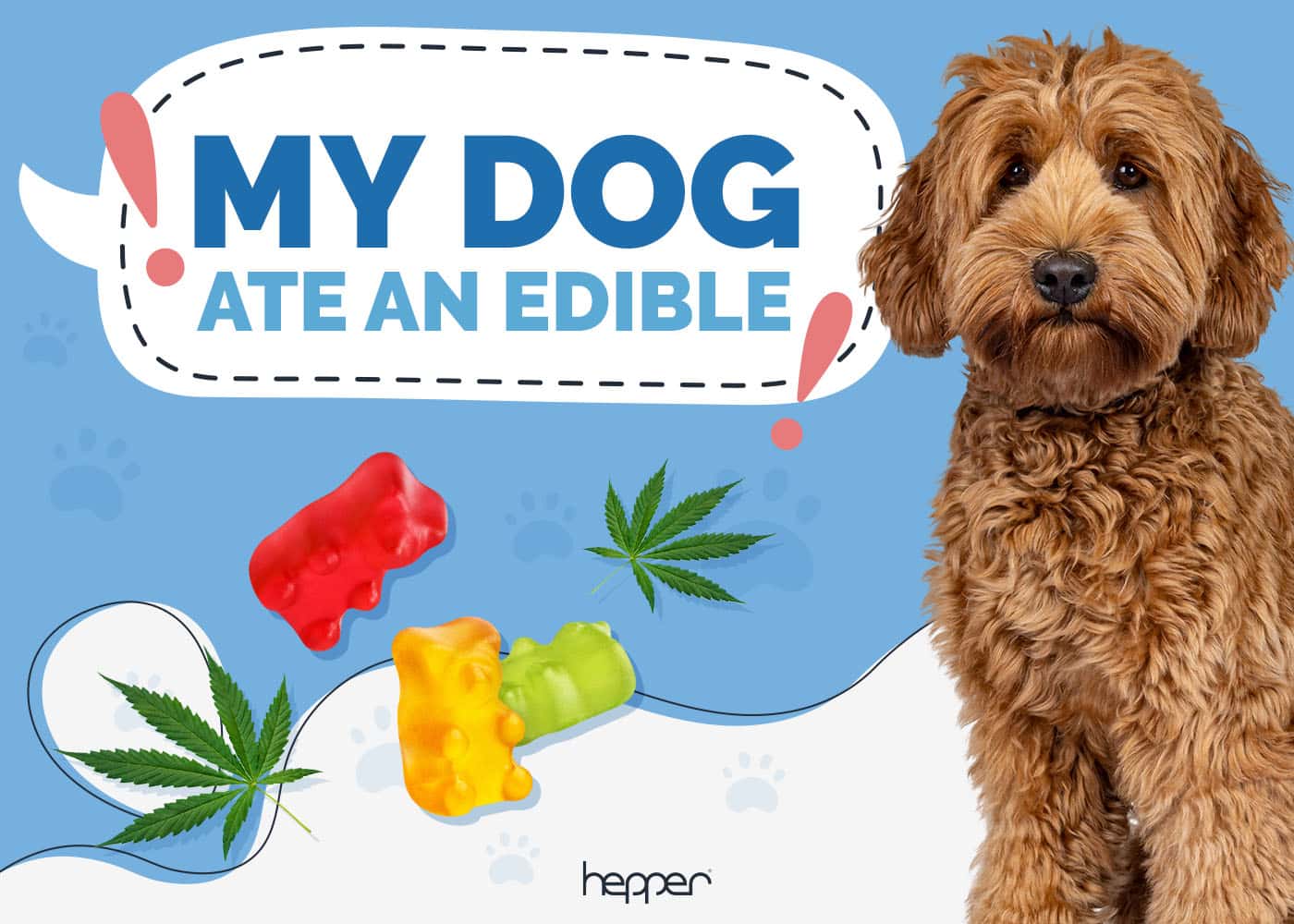 My Dog Ate an Edible: Here's What to Do (Vet Answer)