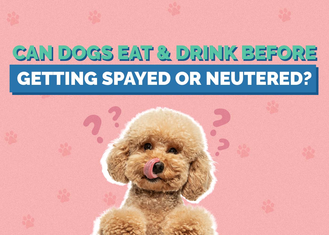 What Can Your Dog Eat on Christmas? 6 Vet-Approved Options