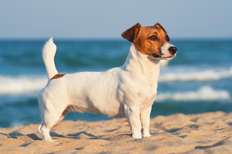 10 Jack Russell Terrier Pros & Cons: Get to Know Them Better