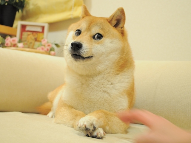 What Kind of Dog Is Doge? The Interesting Answer!