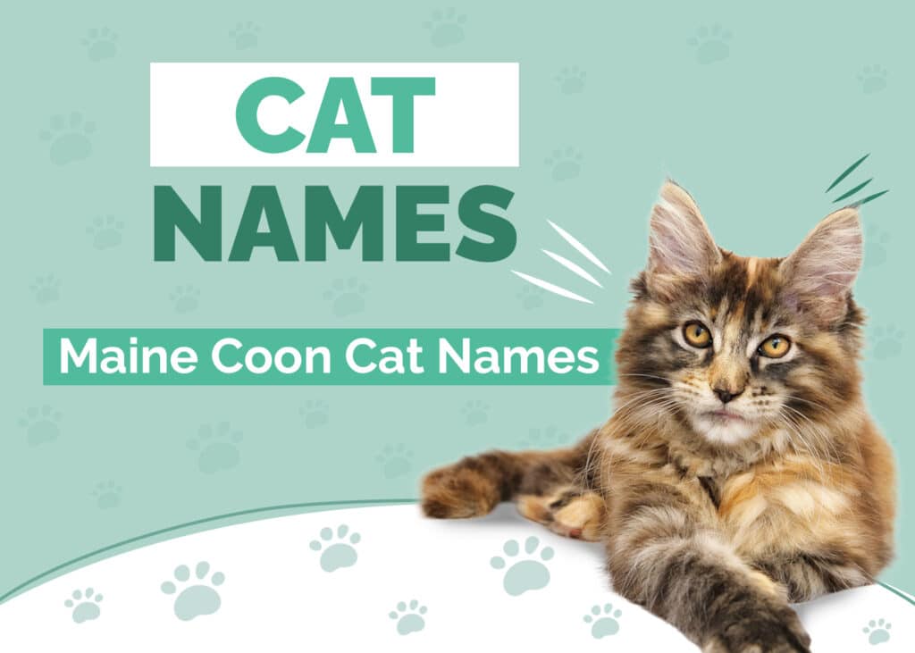 300 Maine Coon Names: Our Top Picks for Your Gigantic Cat