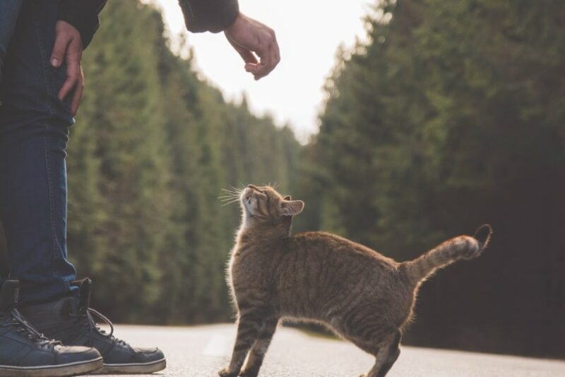 15 Signs a Stray or Feral Cat Likes You: Understanding Cat Behavior