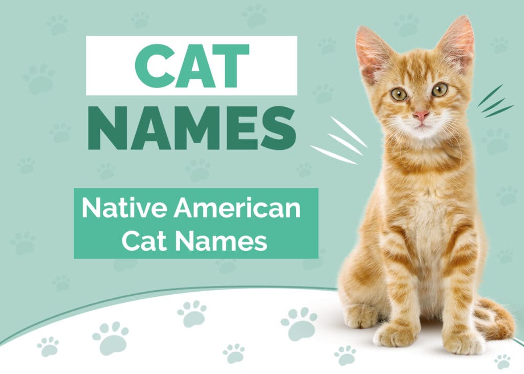 100 Native American Cat Names: Our Top Picks for Your Cat (With Meanings)