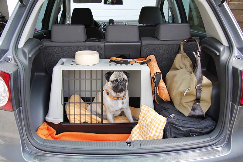 How To Travel With Your Dog: 6 Great Tips (Vet Answer)