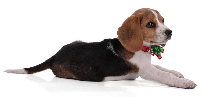 10 Best Christmas Dog Collars - 2026 Reviews and Top Picks