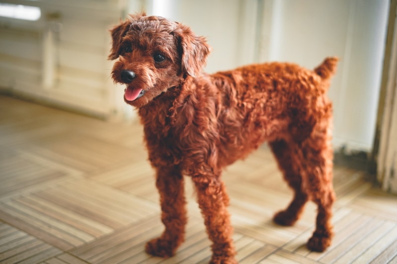Red and Brown Poodles: Facts, Origin & History (with Pictures)