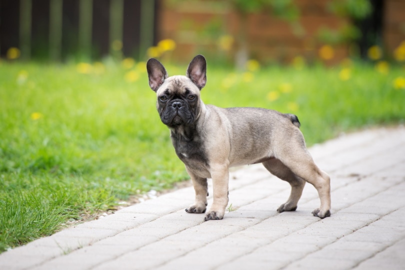 11 Dog Breeds with the Best Hearing (With Info & Pictures)