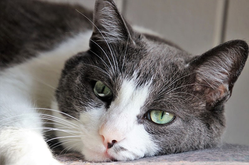How Long Can You Leave a Cat or Kitten Alone? Vet Approved Advice