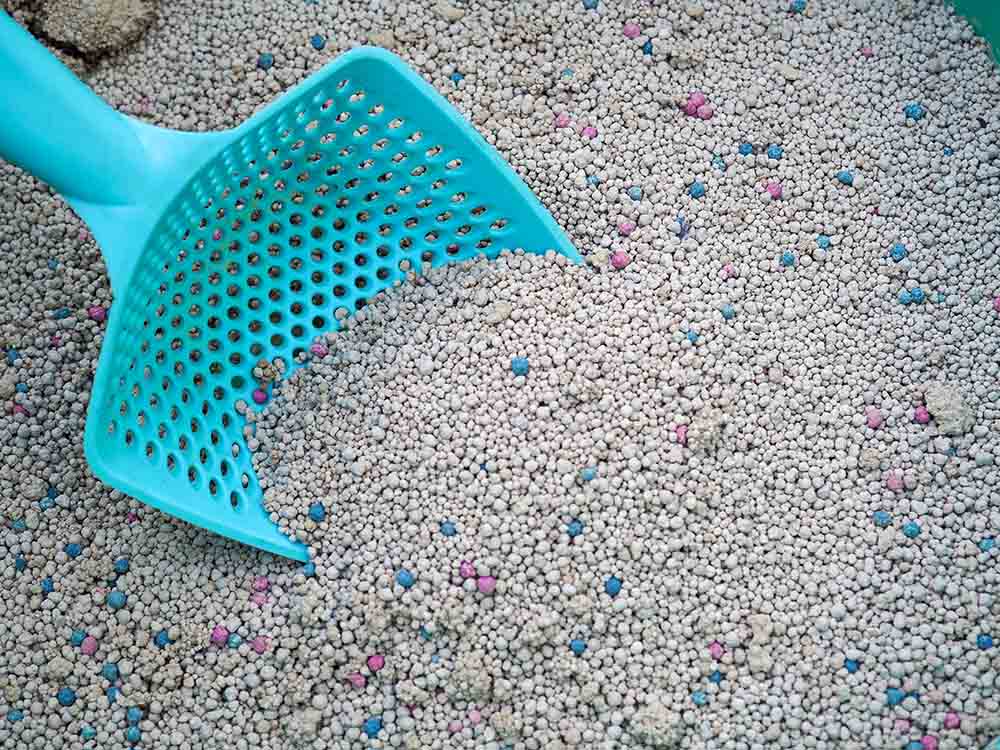 10 Best Cat Litters for Odour Control in Canada - 2026 Reviews & Top Picks