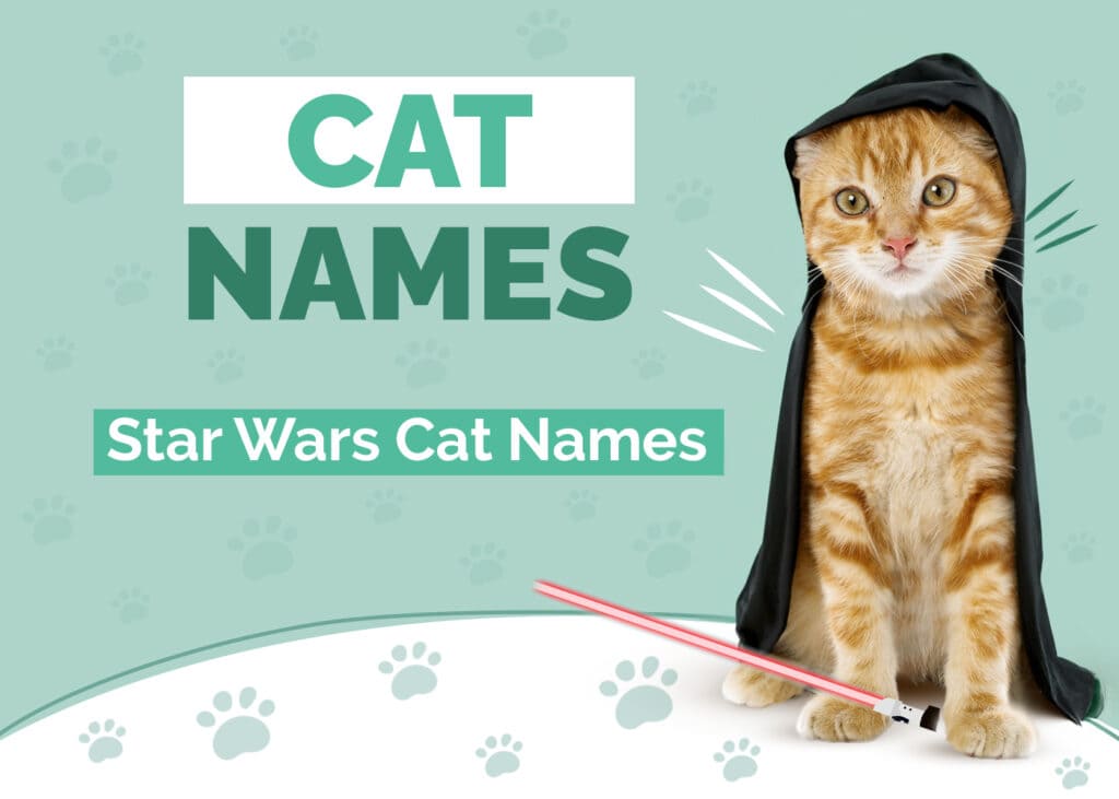 120+ Star Wars Cat Names: Our Top Picks for Your Force-Attuned Cat