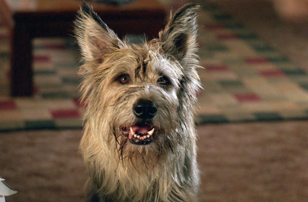 What Kind of Dog Is Winn-Dixie? Fun Canine Facts