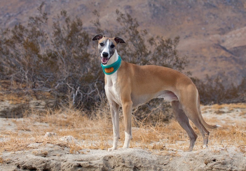 10 Skinny Dog Breeds: Info, History & Pictures