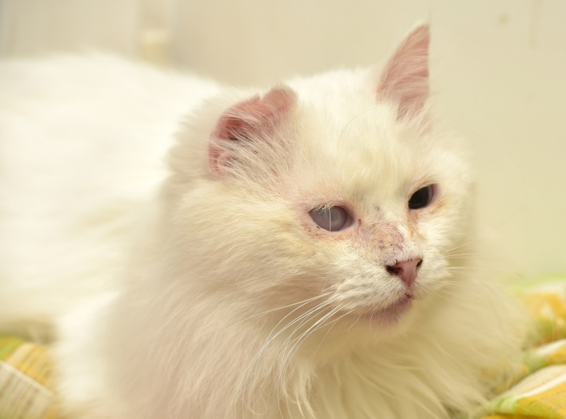 Retinal Detachment in Cats: Causes, Signs & Dangers (Vet Approved)