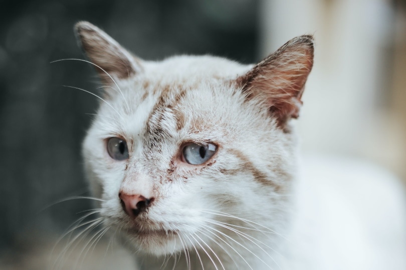 How to Care for an Abused Cat: 9 Expert Tips (Vet Answer)