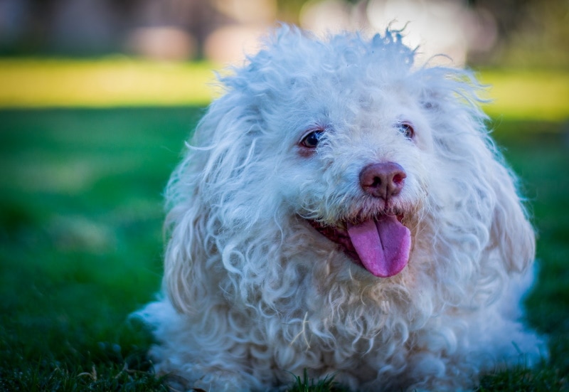 White Toy Poodle: Facts, Origin & History (with Pictures)