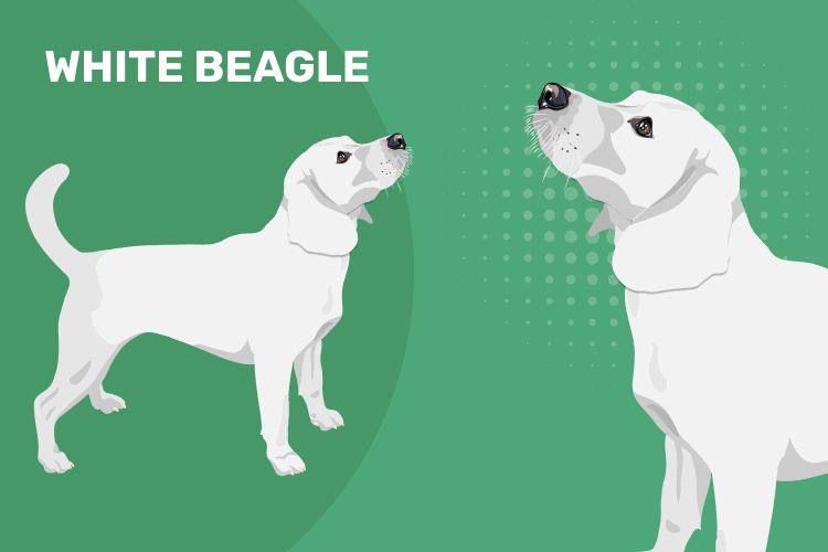 White_Beagle