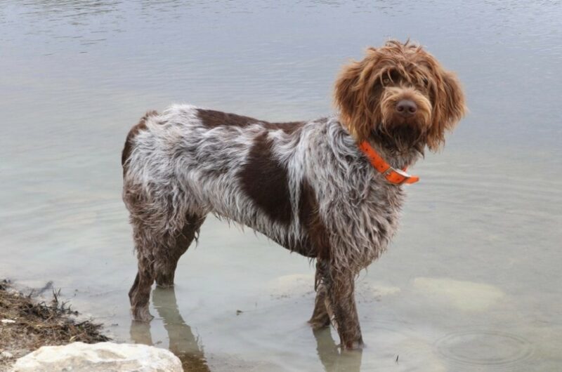 10 Wirehaired Pointing Griffon Facts (Explained By Our Vet)