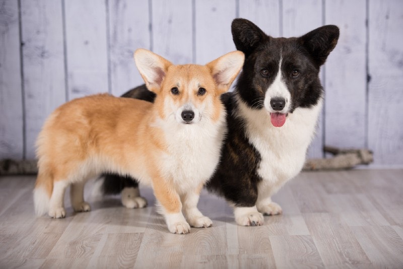 When to Spay or Neuter a Corgi? Vet-Approved Care & Health Facts